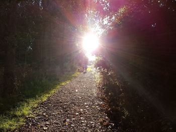 Sun shining through trees