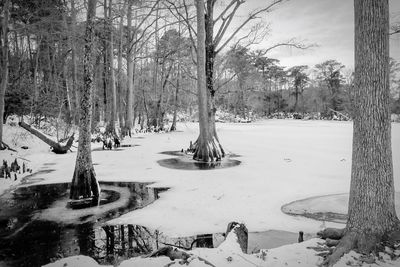 Trees on snow covered landscape