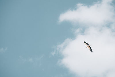 Low angle view of bird flying against sky