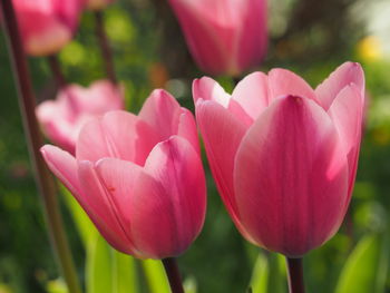 Close-up of pink flowers