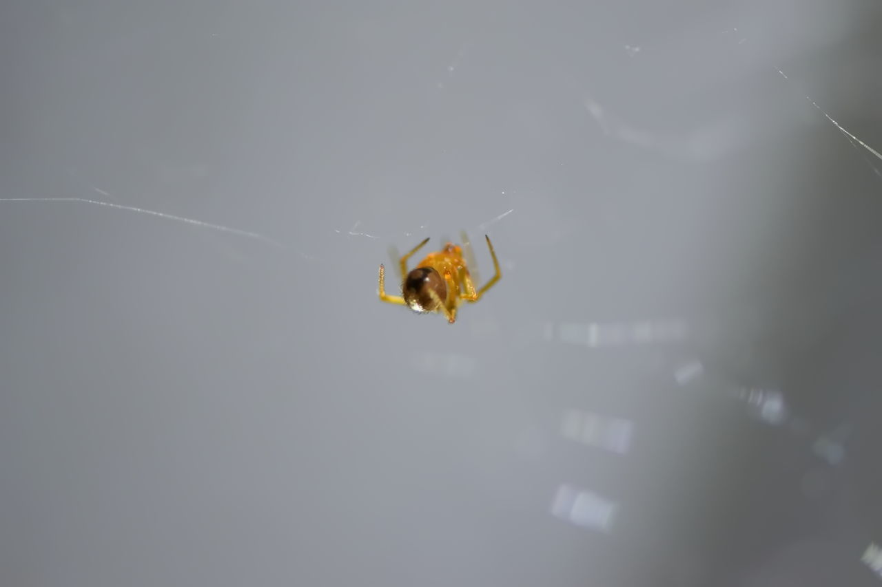 animal, animal themes, insect, one animal, animal wildlife, wildlife, spider web, macro photography, arachnid, spider, close-up, fragility, animal body part, no people, nature, yellow, focus on foreground, outdoors, wing, day, zoology, macro