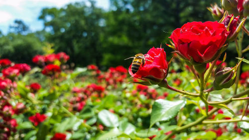 Close-up of red poppy blooming outdoors