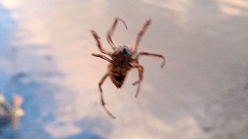 Close-up of spider on web