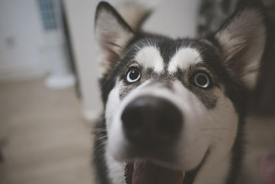 Close-up portrait of dog at home