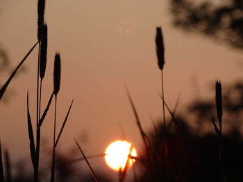 Close-up of plants against sunset