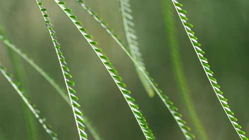 Close-up of green leaves