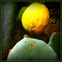 Close-up of lemon on tree