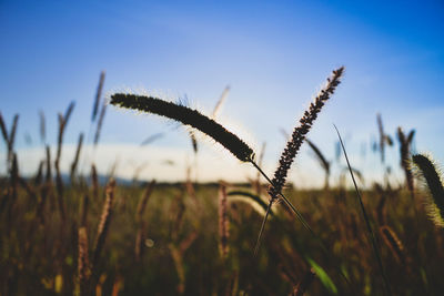 Close-up of stalks in field against sky