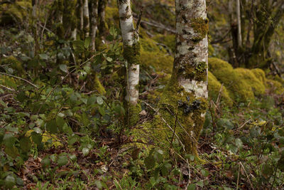 Trees growing in forest