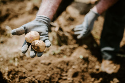 Close-up of mans hand holding potatoes on field
