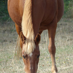 Horse grazing in a field