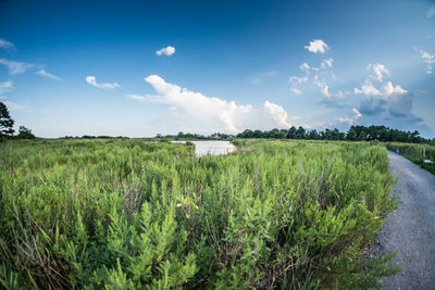 Scenic view of agricultural field against sky