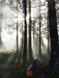 Trees in forest