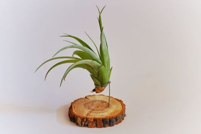 Close-up of plant against white background