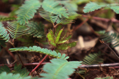 High angle view of leaves on field