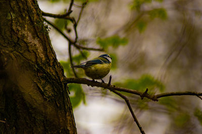 Bird perching on a tree