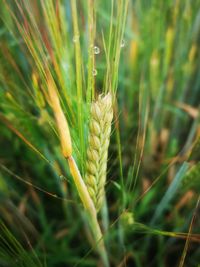 Close-up of wheat growing on field