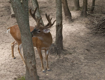 Deer standing on tree trunk