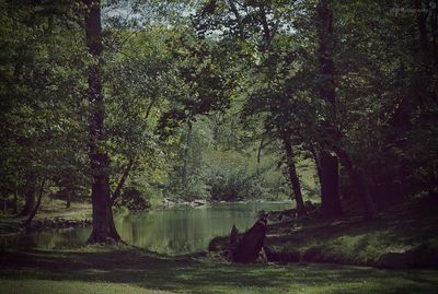 Trees on landscape by lake against sky