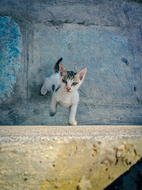 Portrait of cat sitting on concrete wall