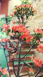 Close-up of potted plant