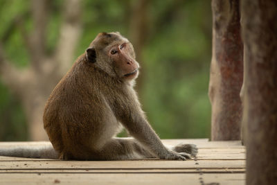 Long-tailed macaque sits looking back on bridge