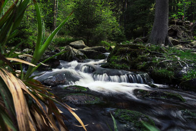 Stream flowing through rocks in forest