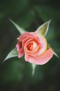 Close-up of pink rose