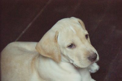 Close-up of puppy