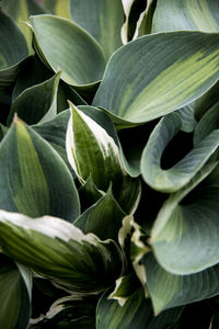 Full frame shot of plants