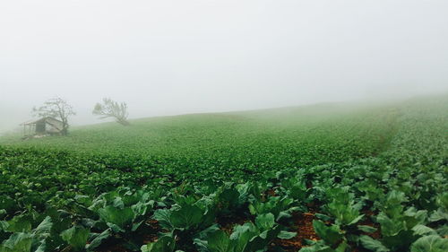 Scenic view of field against clear sky