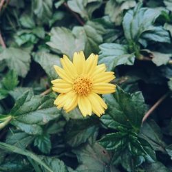 Close-up of yellow flower