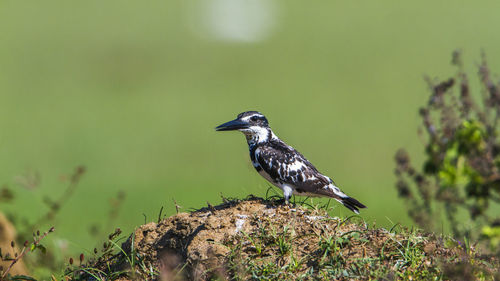 Bird perching on a plant