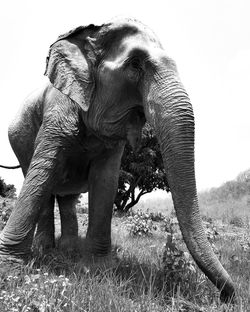Close-up of elephant on field
