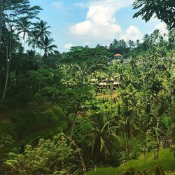 Plants and trees on land against sky