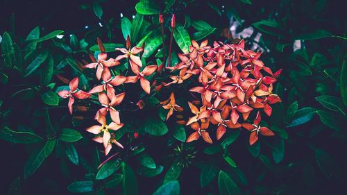 Close-up of red flowering plant