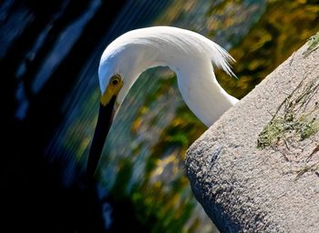 Close-up of bird perching outdoors