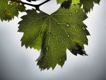 Close-up of leaves