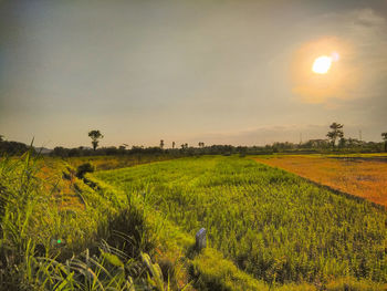 Scenic view of field against sky during sunset