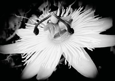 Close-up of day lily