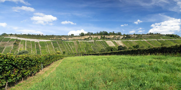 Scenic view of vineyard against sky