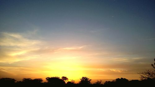 Silhouette of trees at sunset