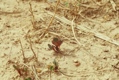 Close-up of plants