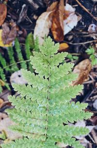 High angle view of plant leaves on field