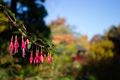 Close-up of pink flowers in park