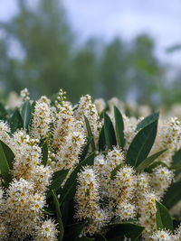 Close-up of white flowering plants