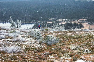 Scenic view of snow in forest during winter