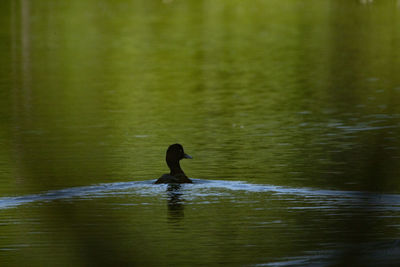 Bird swimming in lake