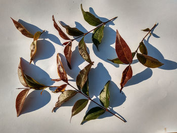 High angle view of leaves on white table
