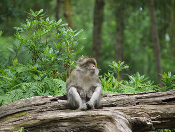 Monkey sitting in a forest